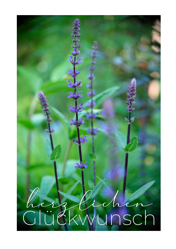 Geburtstagskarten - Geburtstagskarte Naturfoto lila Blumen