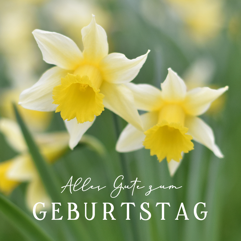 Geburtstagskarten - Geburtstagskarte Naturfotografie Narzissen