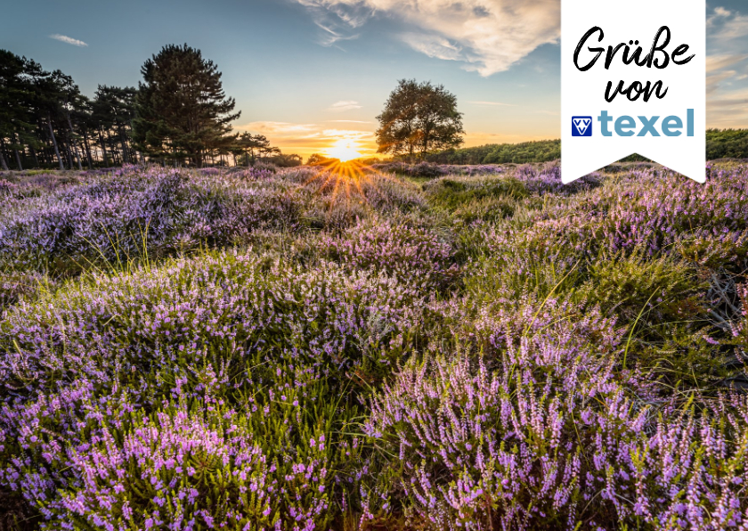 Grußkarten - Heide auf Texel