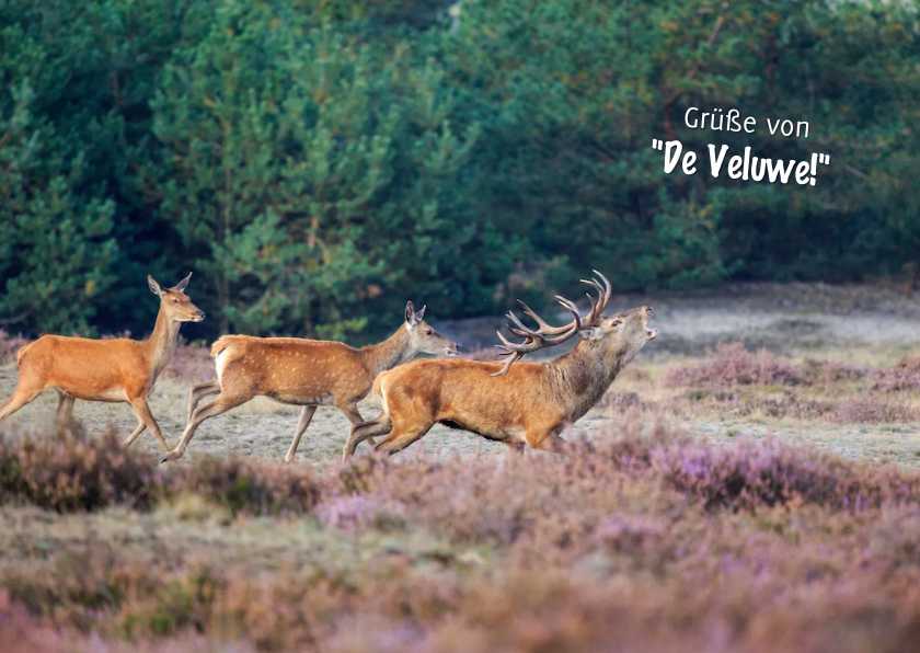 Urlaubskarten - Postkarte mit Grüßen von 'De Veluwe'