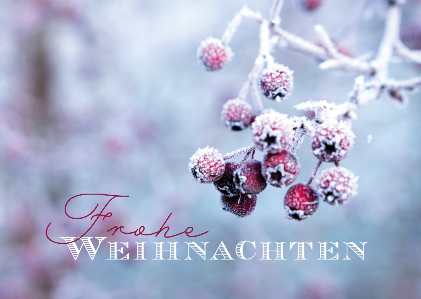 Weihnachtskarten - Weihnachtskarte Reif auf Beeren